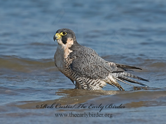 Falco peregrinus  PEREGRINE FALCON 7012535+