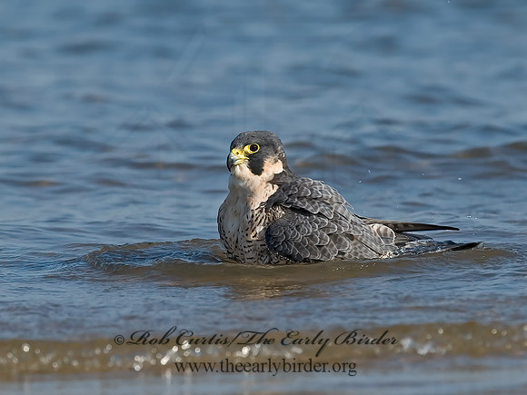 Falco peregrinus  PEREGRINE FALCON 7012536+