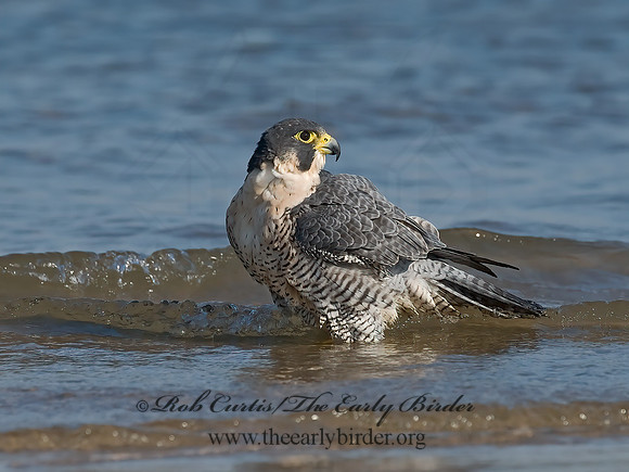 Falco peregrinus  PEREGRINE FALCON 7012537+