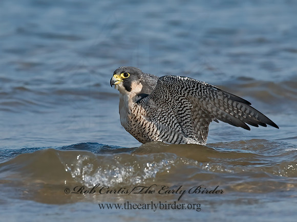 Falco peregrinus  PEREGRINE FALCON 7012543+