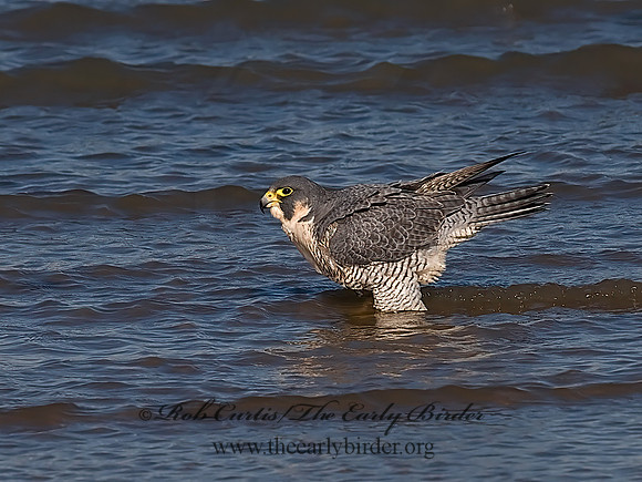 Falco peregrinus  PEREGRINE FALCON 7013456+