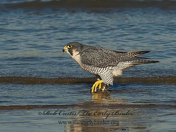 Falco peregrinus  PEREGRINE FALCON 7013465+