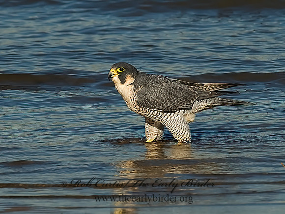 Falco peregrinus  PEREGRINE FALCON 7013466+
