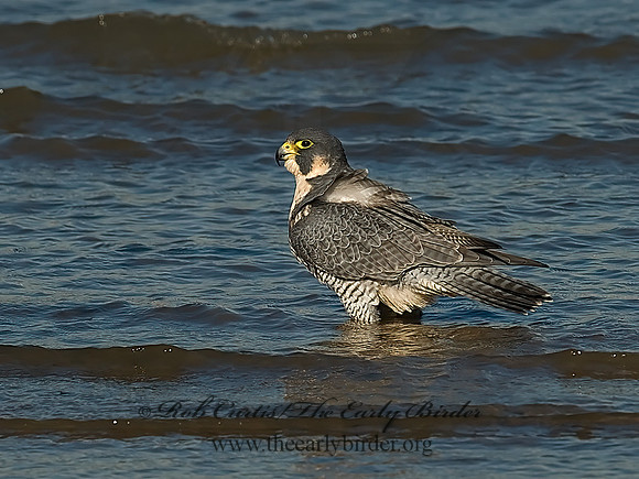 Falco peregrinus  PEREGRINE FALCON 7013467+
