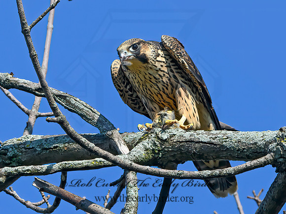 Falco peregrinus  PEREGRINE FALCON 1306635+