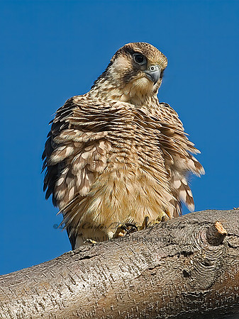 Falco peregrinus  PEREGRINE FALCON 7012803+