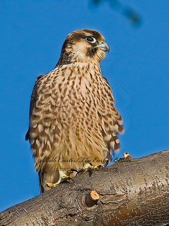 Falco peregrinus  PEREGRINE FALCON 7012792+