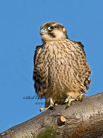 Falco peregrinus  PEREGRINE FALCON 7012790+