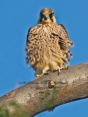 Falco peregrinus  PEREGRINE FALCON 7012788+