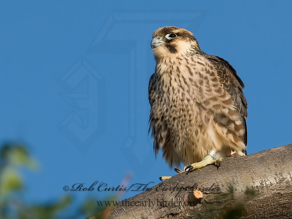 Falco peregrinus  PEREGRINE FALCON 7012785+