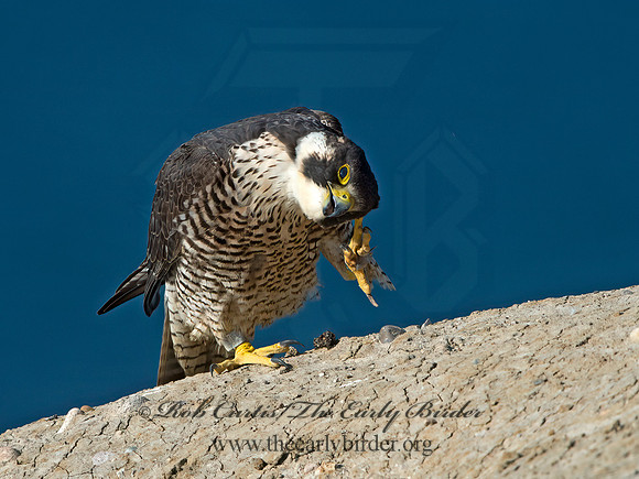 Falco peregrinus  PEREGRINE FALCON 9055484+