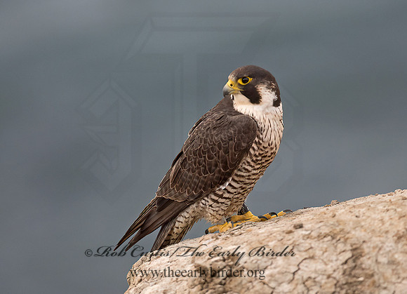 Falco peregrinus  PEREGRINE FALCON 9055399+