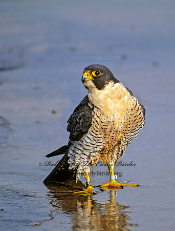 Falco peregrinus  PEREGRINE FALCON 97901+
