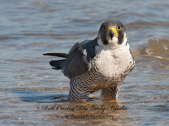 Falco peregrinus  PEREGRINE FALCON 8028534+