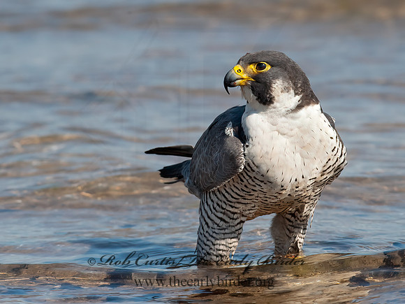 Falco peregrinus  PEREGRINE FALCON 8028528+
