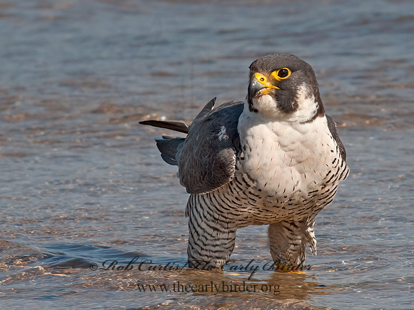 Falco peregrinus  PEREGRINE FALCON 8028525+