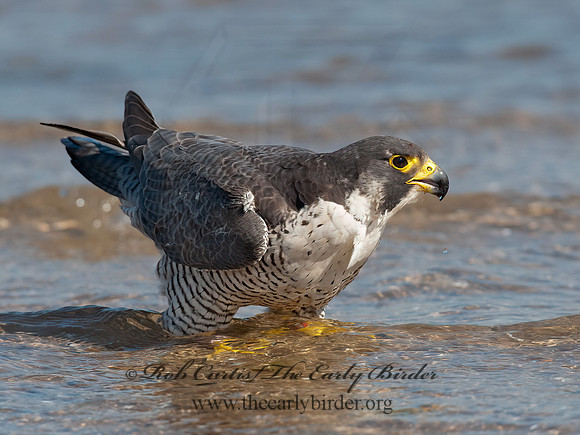 Falco peregrinus  PEREGRINE FALCON 8028524+