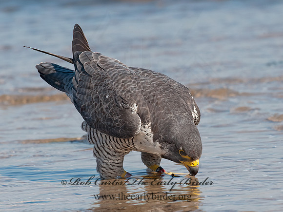 Falco peregrinus  PEREGRINE FALCON 8028521+