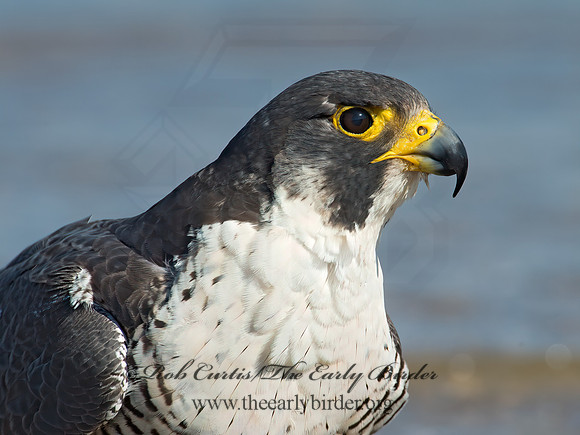 Falco peregrinus  PEREGRINE FALCON 9002135+