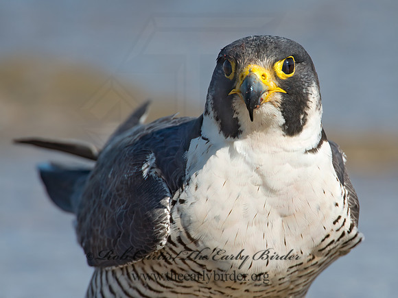 Falco peregrinus  PEREGRINE FALCON 9002128+