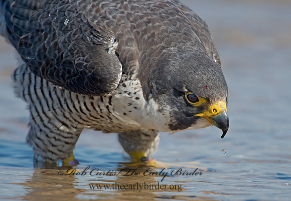 Falco peregrinus  PEREGRINE FALCON 9002123+