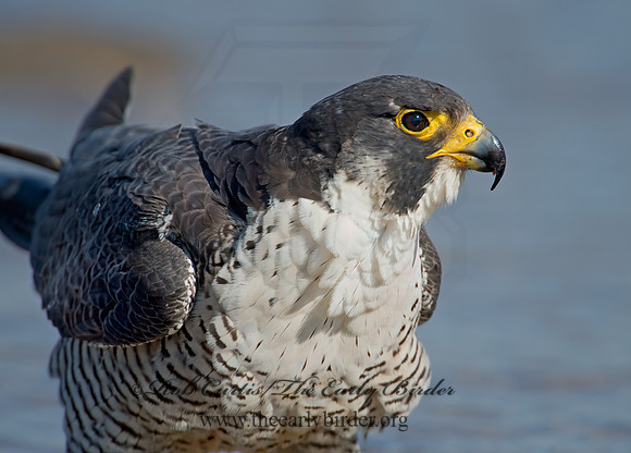 Falco peregrinus  PEREGRINE FALCON 9002122+