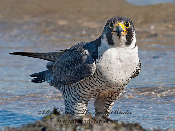Falco peregrinus  PEREGRINE FALCON 8028553+