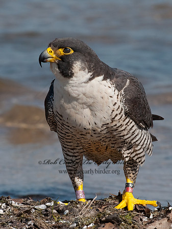 Falco peregrinus  PEREGRINE FALCON 8028545+