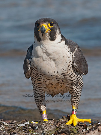 Falco peregrinus  PEREGRINE FALCON 8028543+