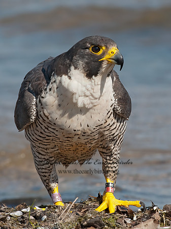 Falco peregrinus  PEREGRINE FALCON 8028539+