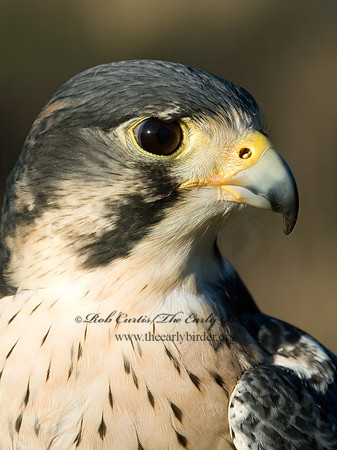 Falco peregrinus  PEREGRINE FALCON 5003335+