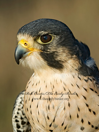 Falco peregrinus  PEREGRINE FALCON 5003327+