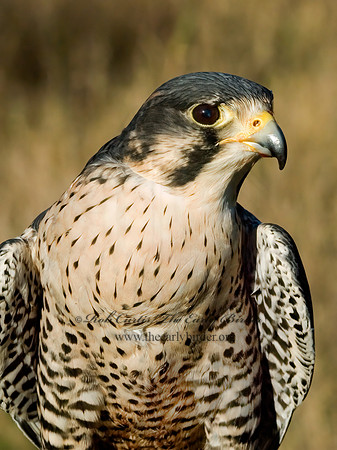 Falco peregrinus  PEREGRINE FALCON 5003306+