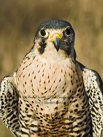 Falco peregrinus  PEREGRINE FALCON 5003305+