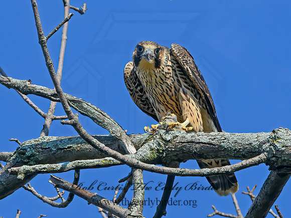 Falco peregrinus  PEREGRINE FALCON 1306634+
