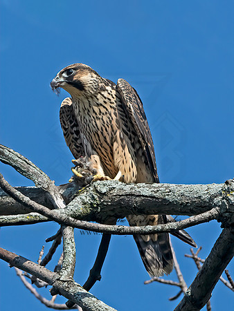Falco peregrinus  PEREGRINE FALCON 1306629+