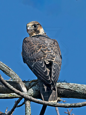 Falco peregrinus  PEREGRINE FALCON 1306617+