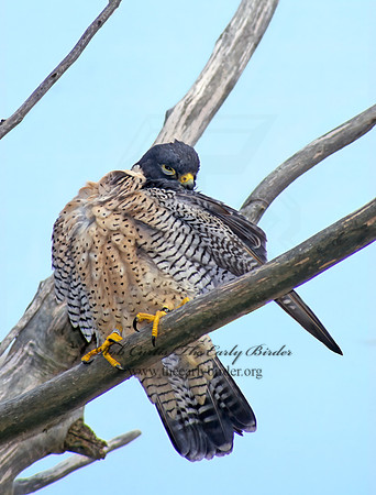 Falco peregrinus  PEREGRINE FALCON 98004+