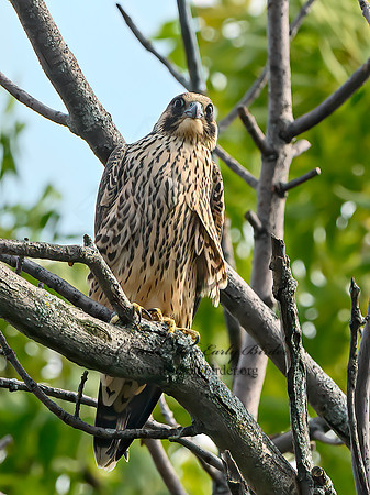 Falco peregrinus  PEREGRINE FALCON 1306660+