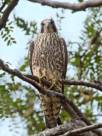 Falco peregrinus  PEREGRINE FALCON 9004555+