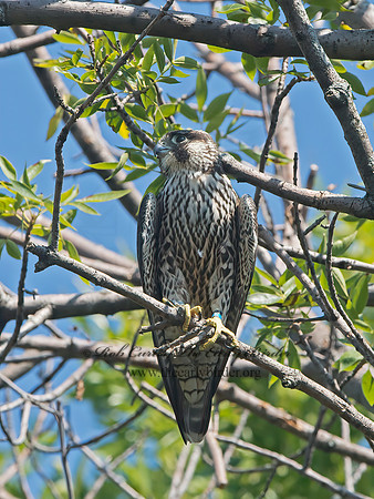 Falco peregrinus  PEREGRINE FALCON 9062217+