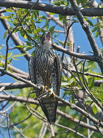 Falco peregrinus  PEREGRINE FALCON 9062215+