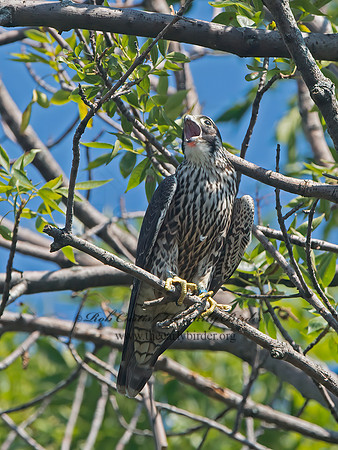 Falco peregrinus  PEREGRINE FALCON 9062209+