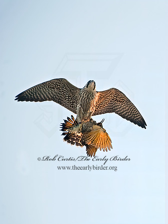 Falco peregrinus  PEREGRINE FALCON 8026726 +