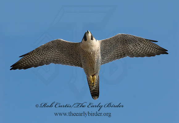 Falco peregrinus  PEREGRINE FALCON 7013139+