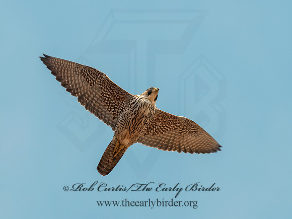Falco peregrinus  PEREGRINE FALCON 3001591+