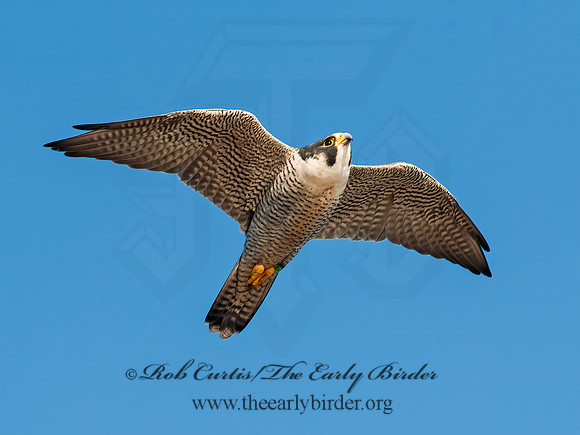 Falco peregrinus  PEREGRINE FALCON 8024694+