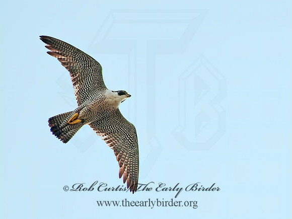 Falco peregrinus  PEREGRINE FALCON 8025980+
