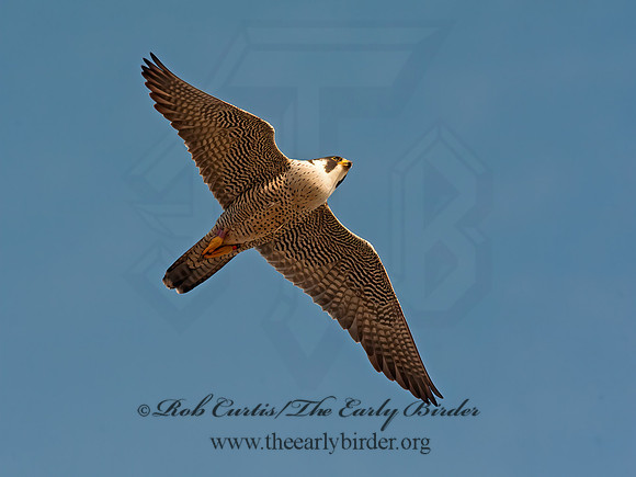 Falco peregrinus  PEREGRINE FALCON 8033986+