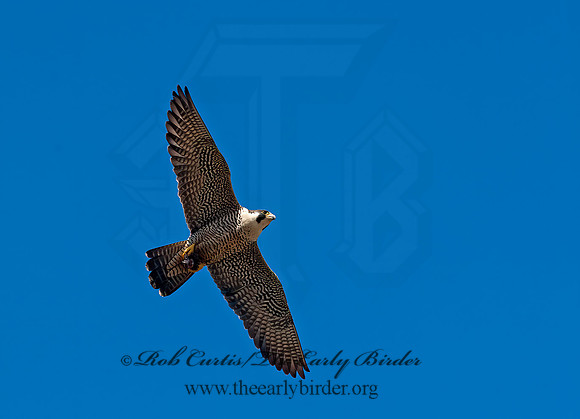 Falco peregrinus  PEREGRINE FALCON 8037423+